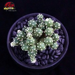 comprar suculenta rara tephrocactus