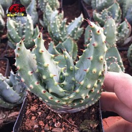 comprar muda de suculenta marlothii