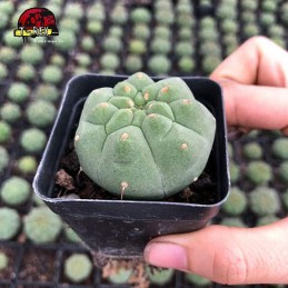 comprar suculenta madisoniorum