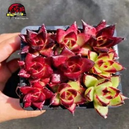 comprar suculenta pernambuco