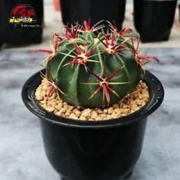 cacto rara para venda ferocactus