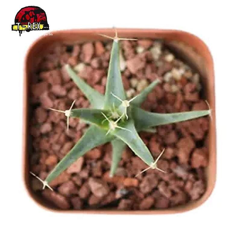 comprar suculenta raridade