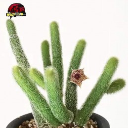 mudas de suculenta rara no brasil