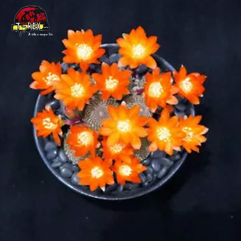 mudas de suculenta rara