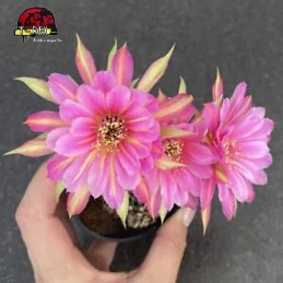 comprar mudas de suculenta raridade