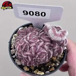 mudas de suculenta rara