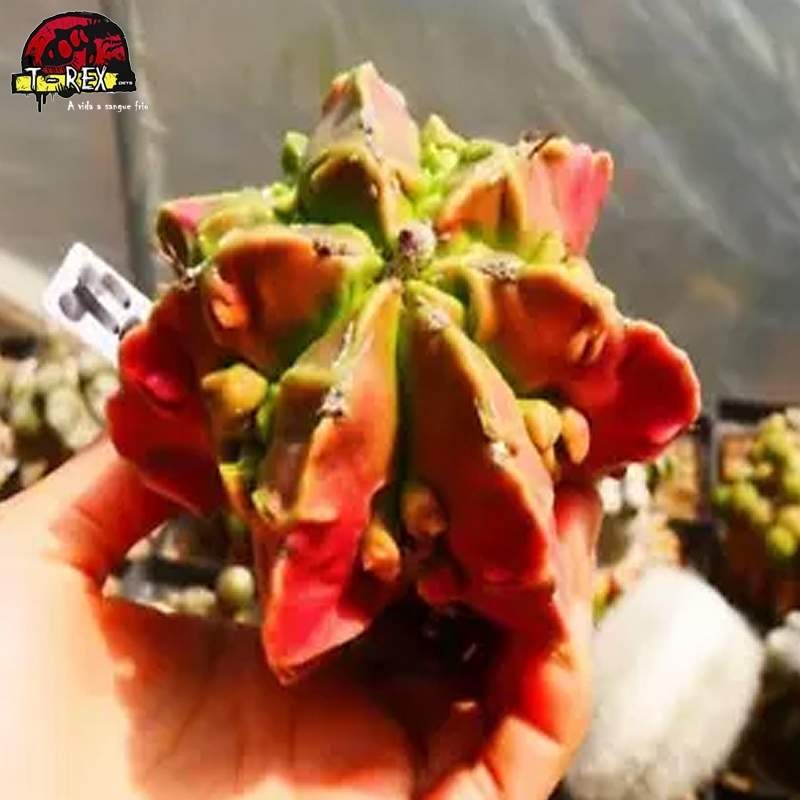 mudas de suculenta rara