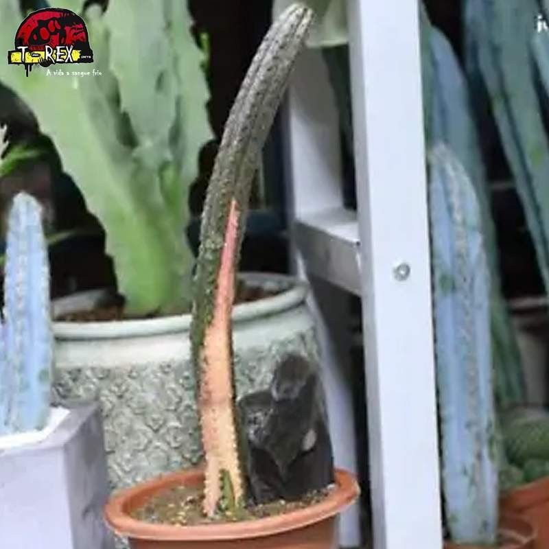 comprar muda de suculenta rara