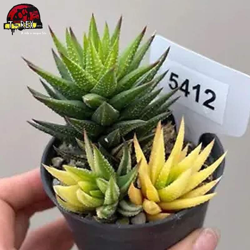 comprar muda de suculenta rara