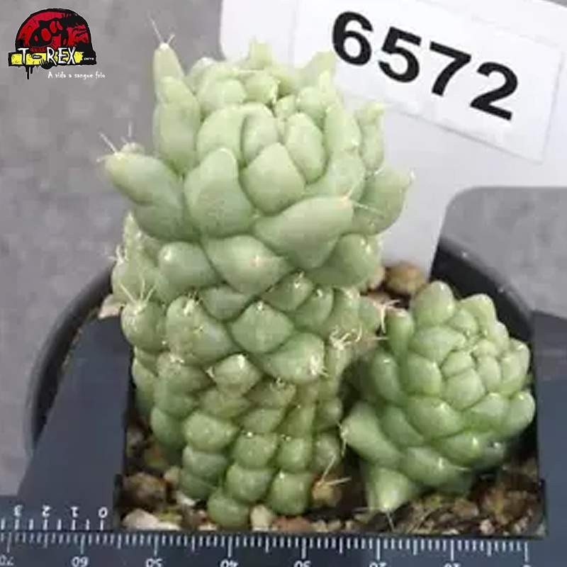 comprar muda de suculenta