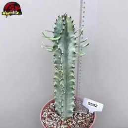 comprar suculenta rara no brasil