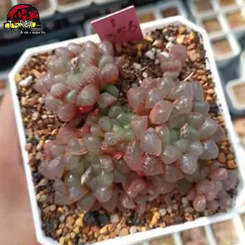 comprar muda de suculenta rara
