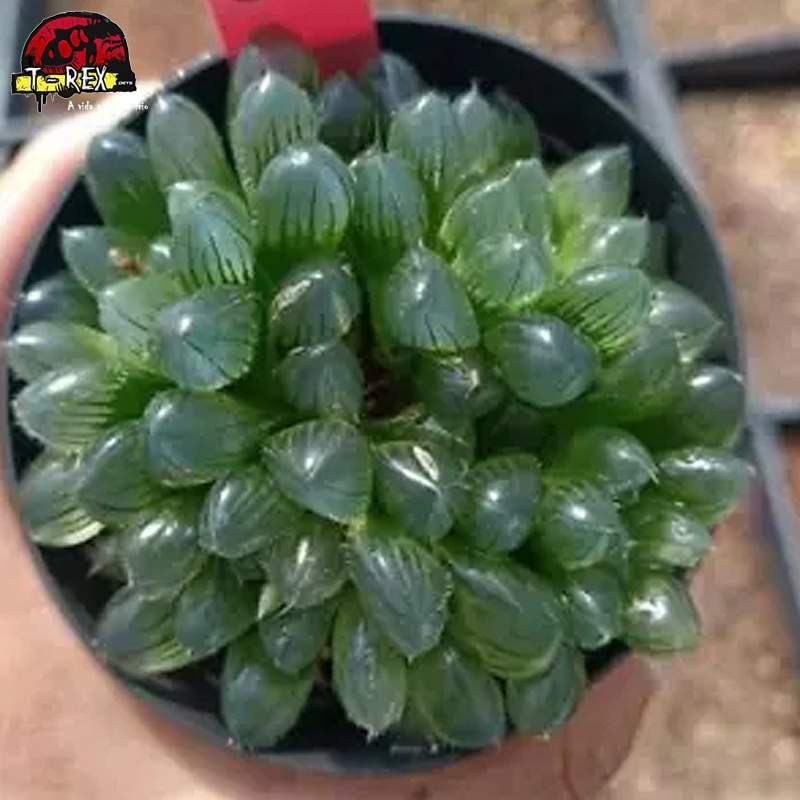 comprar muda de suculenta rara