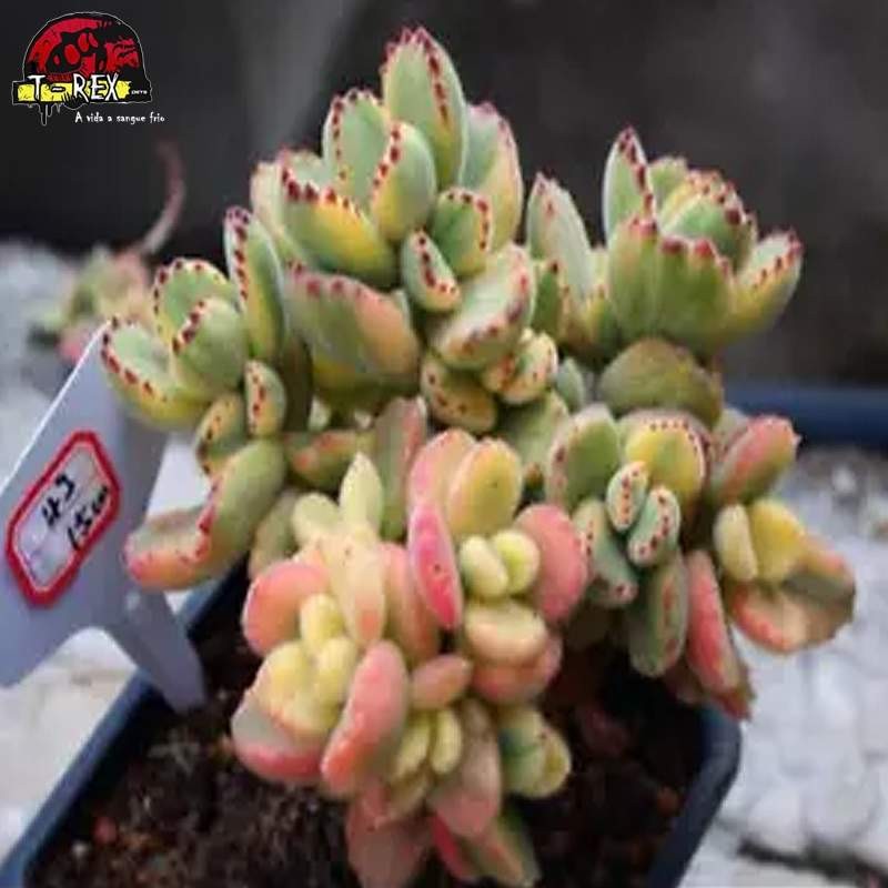 comprar muda de suculenta rara
