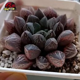 comprar muda de suculenta rara