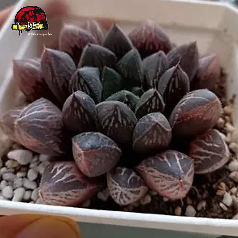 comprar muda de suculenta rara