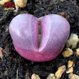 comprar muda de suculenta rara