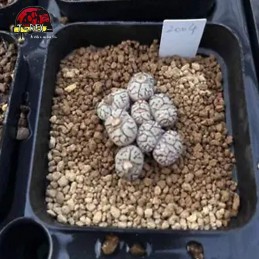 comprar muda de suculenta rara