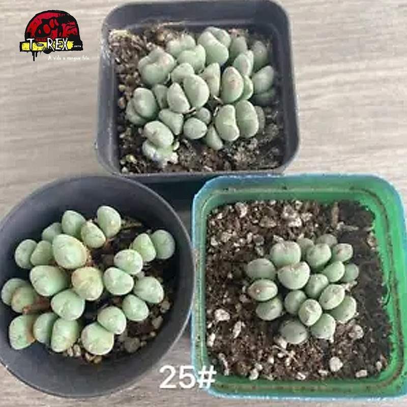 comprar muda de suculenta rara