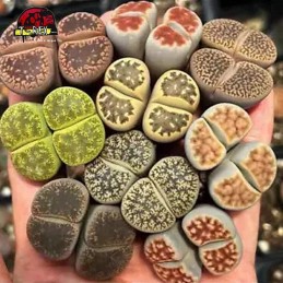 comprar muda de suculenta rara