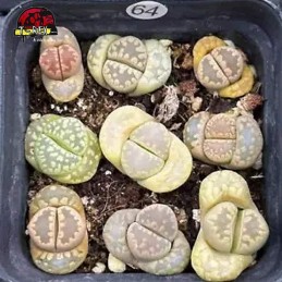 comprar muda de suculenta rara