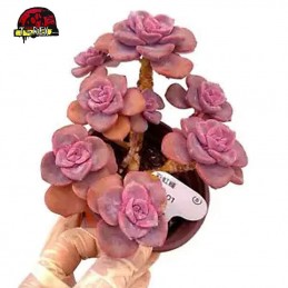 comprar muda de suculenta rara