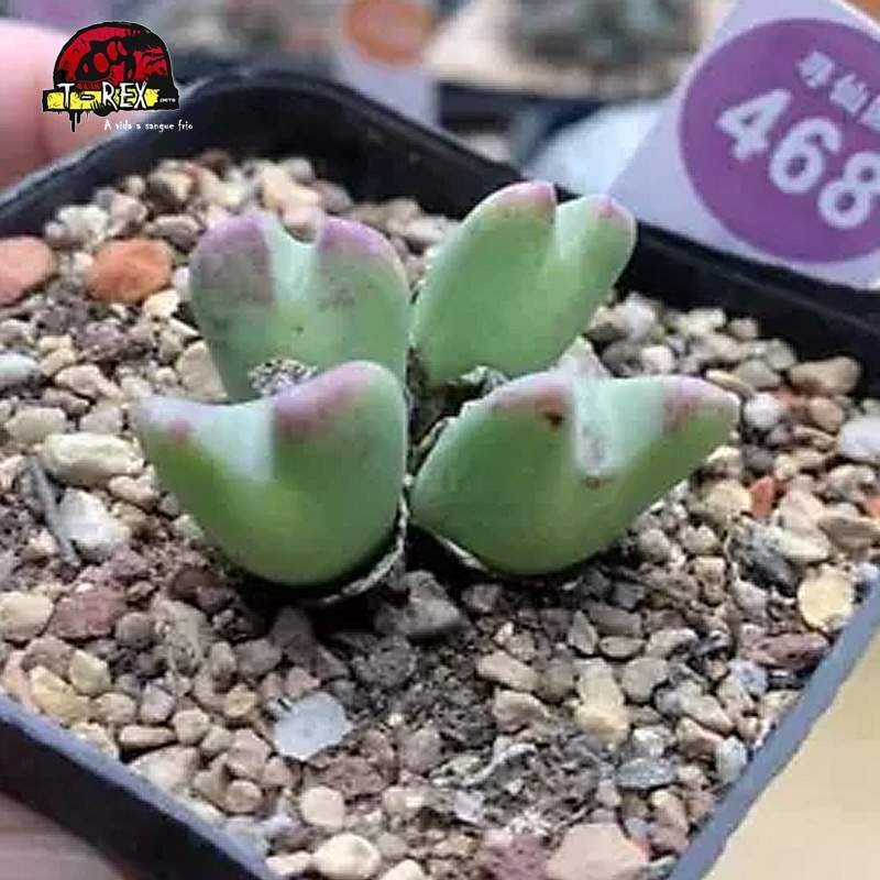 comprar muda de suculenta rara