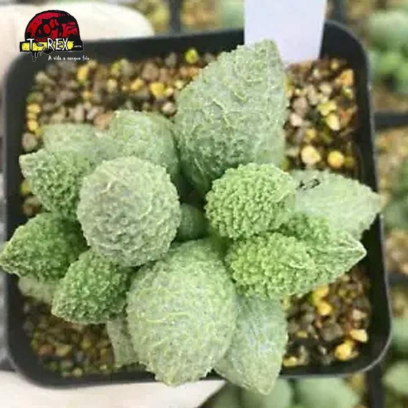 comprar muda de suculenta rara