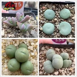 muda de suculenta rara