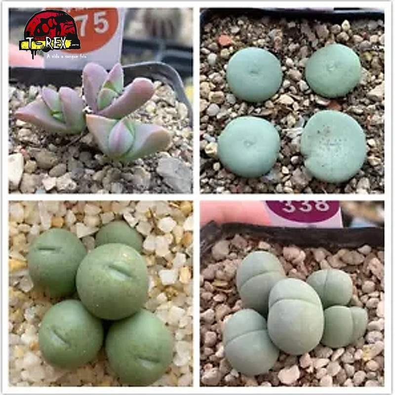 muda de suculenta rara