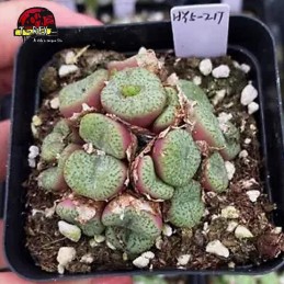 comprar muda de suculenta rara