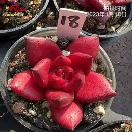 comprar muda de suculenta rara no brasil