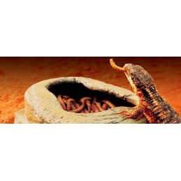 Worm Dish