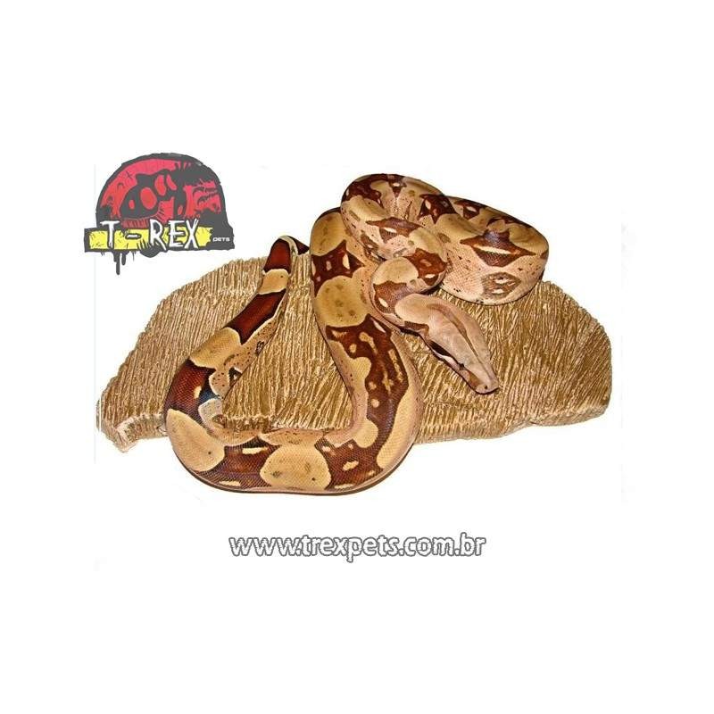 Pedra Aquecida cobra