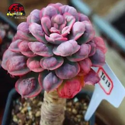 muda de suculenta rara no brasil