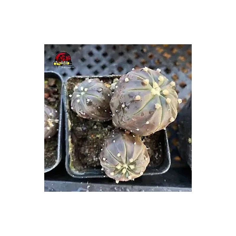 comprar muda de suculenta rara