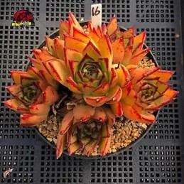 comprar muda de suculenta rara