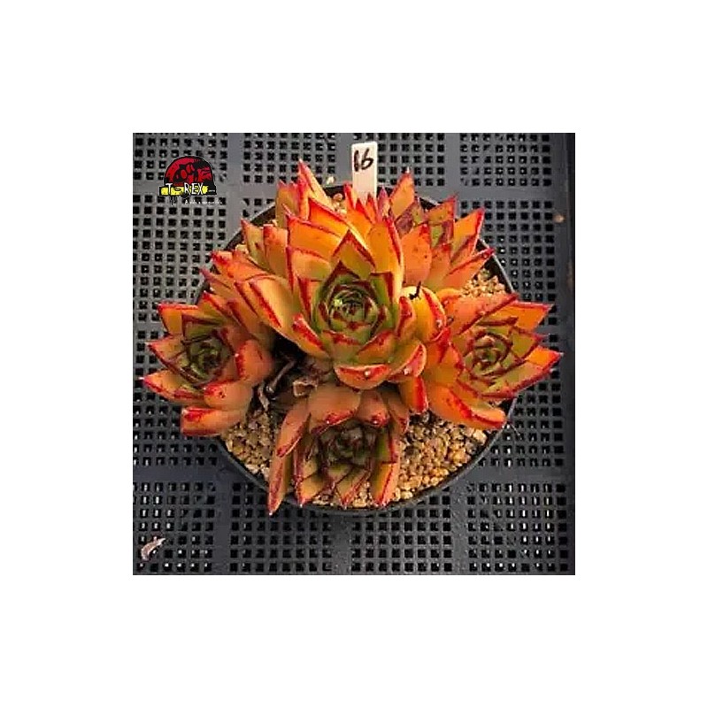 comprar muda de suculenta rara