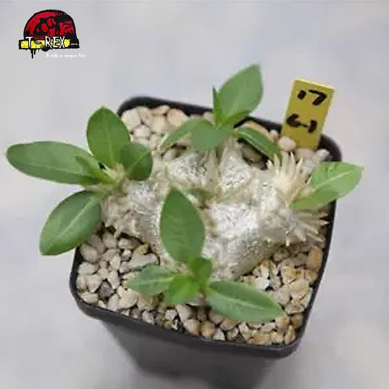 comprar muda de suculenta rara