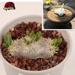 comprar muda de suculenra rara no brasil