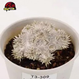 mudas de suculenta rara