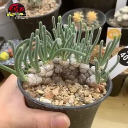 comprar suculenta rara no brasil