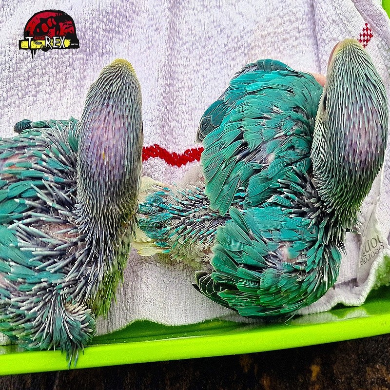 Encontre a alegria em casa: Adquira o adorável filhote Ring Neck Azul hoje mesmo!