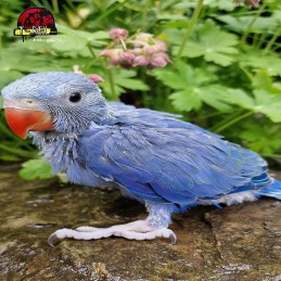 Filhote De Ring Neck Azul