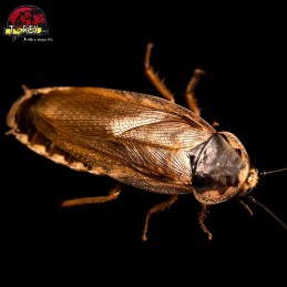 Barata palida alimento vivo para répteis