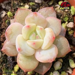 comprar suculenta rara