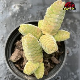 comprar suculenta rara