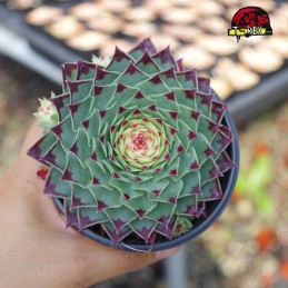 comprar muda de suculenta