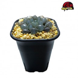 comprar suculenta rara