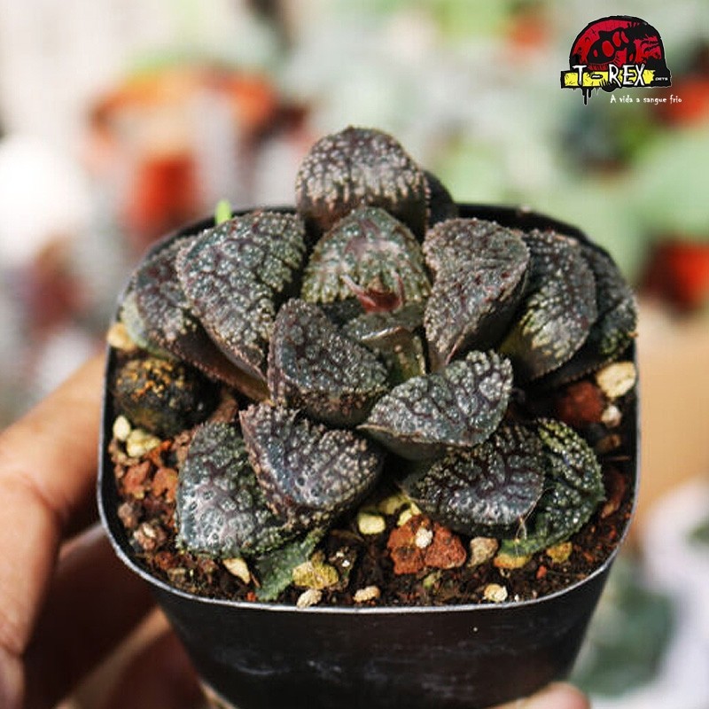 comprar suculenta rara